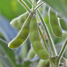 Organic Soybean Oil