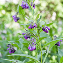 ALLANTOIN