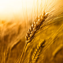 HYDROLYZED WHEAT PROTEIN