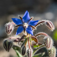 Organic Borage Oil