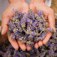 Organic Lavender Extract