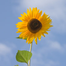 Organic Sunflower Oil