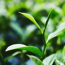ORGANIC WHITE TEA EXTRACT