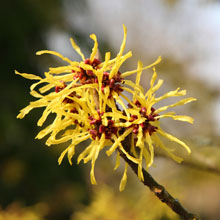 Organic Witch Hazel