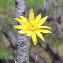 Organic Arnica Montana Flower