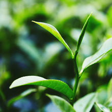 Organic White Tea Extract